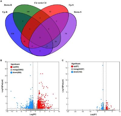 Gene identification and transcriptome analysis of cadmium stress in tomato